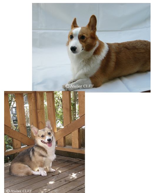 二枚の犬の写真 →白抜き/合成加工等